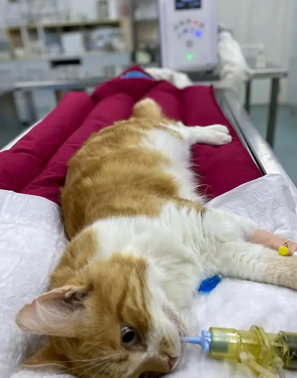 Kedilerde Kaudal Stomatit (Gingivostomatitis)