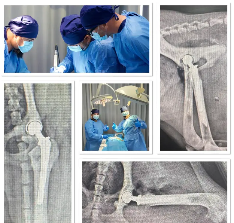 BlueSAO 189 Veteriner Ortopedi Uluslararası Workshop